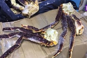 310 медвежьих лап и скелет тигра изъяли у подмосковных контрабандистов