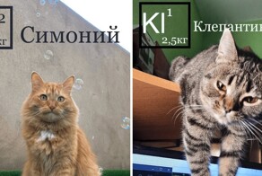 Система химических КОТОэлементов