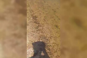 Берег Азовского моря на Кубани усыпан креветками