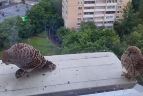 Кондиционеры - это не только погода в доме, но и "В мире животных" за окном