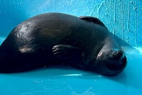 В Санкт-Петеребурге готовятся отпустить ещё одну спасённую нерпу на волю