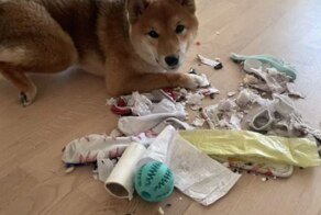 Для тех, кто очень хочет собаку, но не осознает всю ответственность