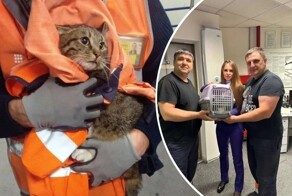 Нашёлся пропавший во Внуково кот Котик