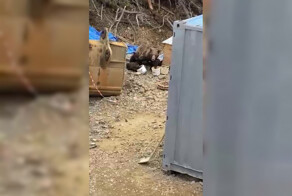 В Углегорском районе семья медведей съела корм у охраняющих территорию собак