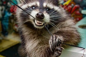 Енот, да не тот: самый чистоплотный и шкодливый домашний питомец