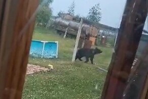 Косолапый навёл шороху на дачном поселке в Якутии