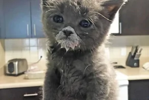 Обаятельные котята, которые еще не научились аккуратно есть