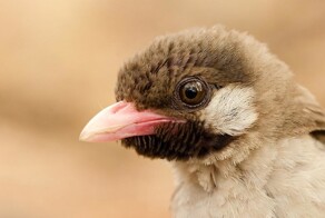 Птица, которая заставляет других делать всю грязную работу за себя