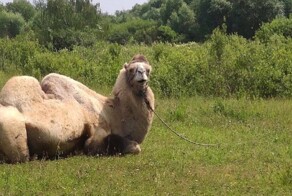 В Южном Бутово заметили верблюда, отдыхающего на полянке