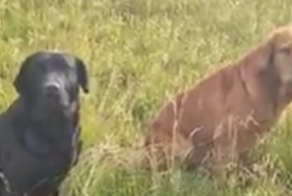 Получено разрешение на веселье