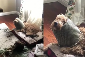 Вероломное нападение цветка на невинного пёсика попало на видео