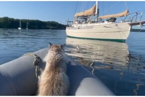 Неудача нетерпеливого кота