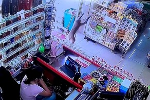 Обезьяна несколько раз обокрала магазин