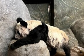 Измученная панда Я Я, которую спасли из Америки, наконец чувствует себя хорошо