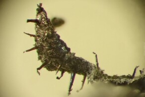 Вот так выглядит содержимое сигареты под микроскопом