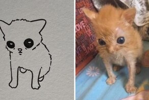 Иногда для шедевра достаточно всего пары линий