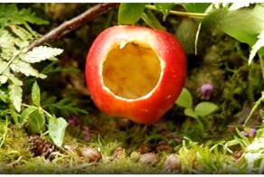 Домик-яблоко для семейства грызунов