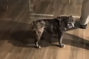 Пёс помыл полы в доме хозяев