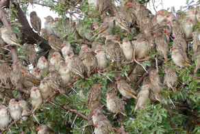 Птицы, которые словно саранча уничтожают фермерские посевы