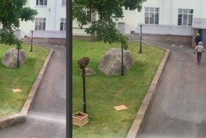 Чиновник пытался прогнать пчёл от правительства Карелии и проиграл