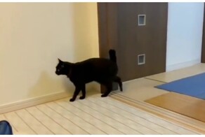 Любимый угол кота