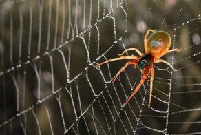 Паук влез в ухо китайца и свил там паутину, пока тот спал