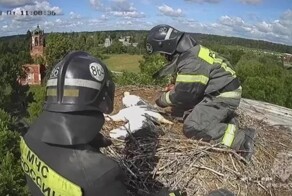 Вот так сегодня сотрудники МЧС спасали маленьких аистов, запутавшихся в гнезде