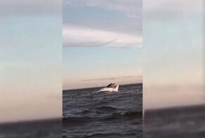 Восемь человек спасли с тонущей яхты в Финском заливе