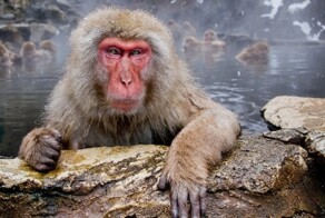 Японский макак: беспощадная иерархия на фоне высокого интеллекта