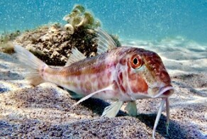 Барабулька … жарим и коптим