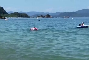 Японские дельфины атакуют туристов