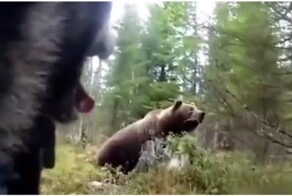 Собака прогнала вышедшего к людям медведя