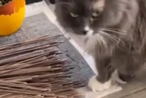 Корзинка для кота