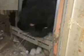 В Ленинградской области спасатели освободили кота из «кабельного плена»