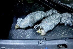 Мужчина пытался провезти в Абхазию двух редких ястребов в багажнике