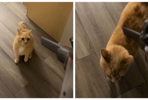 Не все коты боятся пылесосов