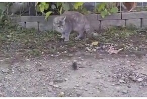 Курица отняла у кошки "игрушку"
