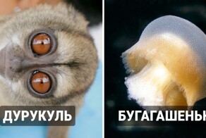 15 названий животных, которые звучат как смешные ругательства, а не научные наименования