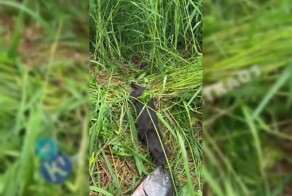 Шустрая норка пыталась похитить улов у рыбаков, который больше чем она сама в 7 раз
