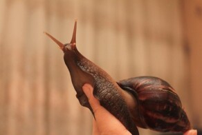 На испанском острове Тенерифе африканские улитки держат туристов в страхе