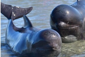 В Австралии более 50 дельфинов выбросились на берег