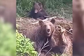 Медведицу спасли из браконьерских рыболовных сетей на Сахалине