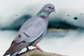 Редкие животные парков Москвы