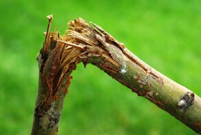 "Вот так будет сидеть твой сын": в Чечне бабушка разозлилась на внука, сломавшего саженцы, и пообещала оставить его без еды и воды