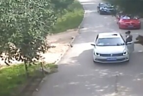 Огромный тигр утащил женщину