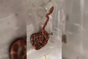 На дороге в Чертаново нашли питона