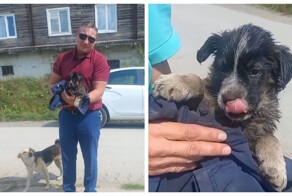 В Челябинской области полицейские спасли щенка, который увяз в гудроне