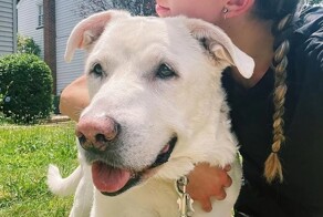 Хозяин сделал лифт для собаки, которой трудно ходить