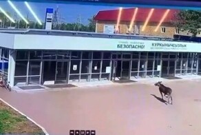 «Где тут отдел кадров?»: в Нижнекамске на территорию завода забежал лось