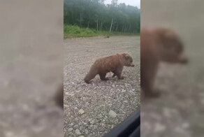 На камчатке шоумен Павел Воля с женой встретились с популярным в соцсетях медведем